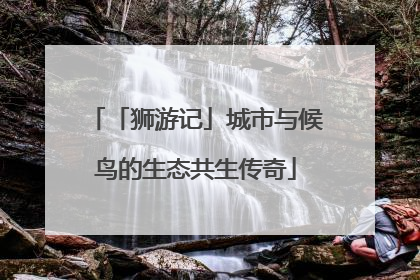 「狮游记」城市与候鸟的生态共生传奇