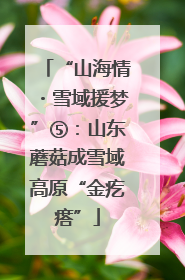 “山海情・雪域援梦”⑤：山东蘑菇成雪域高原“金疙瘩”