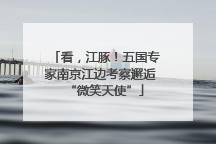 看，江豚！五国专家南京江边考察邂逅“微笑天使”