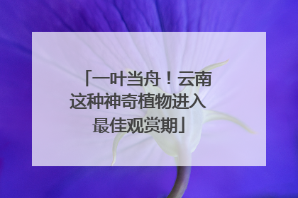 一叶当舟！云南这种神奇植物进入最佳观赏期