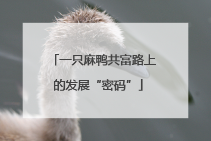一只麻鸭共富路上的发展“密码”