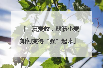 三夏麦收：弱筋小麦如何变得“强”起来