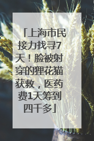 上海市民接力找寻7天！脸被射穿的狸花猫获救，医药费1天筹到四千多