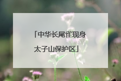 中华长尾雀现身太子山保护区
