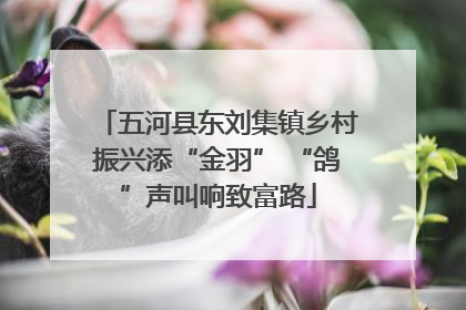 五河县东刘集镇乡村振兴添“金羽” “鸽”声叫响致富路