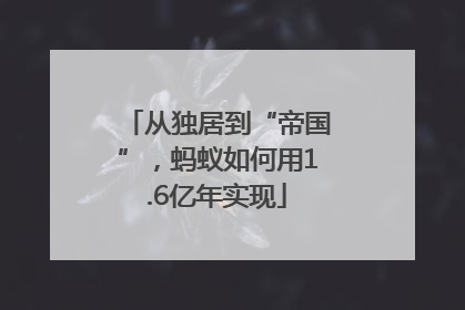 从独居到“帝国”，蚂蚁如何用1.6亿年实现