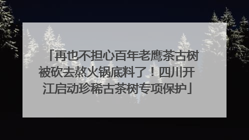 再也不担心百年老鹰茶古树被砍去熬火锅底料了！四川开江启动珍稀古茶树专项保护