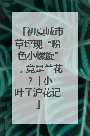 初夏城市草坪现“粉色小螺旋”，竟是兰花？ | 小叶子沪花记