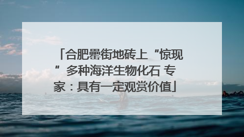 合肥罍街地砖上“惊现”多种海洋生物化石 专家：具有一定观赏价值