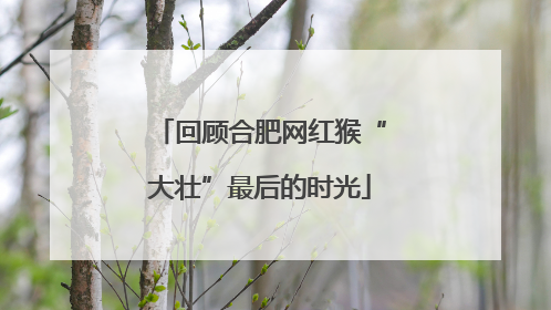回顾合肥网红猴“大壮”最后的时光