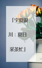 宁夏银川：夏日采茶忙