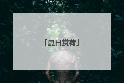 夏日赏荷