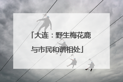 大连：野生梅花鹿与市民和谐相处