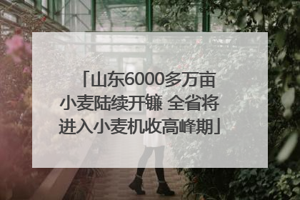 山东6000多万亩小麦陆续开镰 全省将进入小麦机收高峰期
