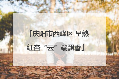 庆阳市西峰区 早熟红杏“云”端飘香