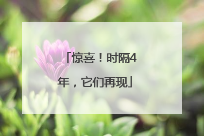 惊喜！时隔4年，它们再现