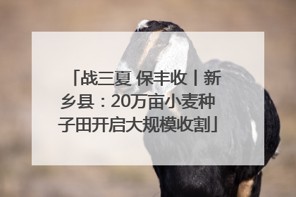 战三夏 保丰收丨新乡县：20万亩小麦种子田开启大规模收割