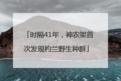 时隔41年，神农架首次发现杓兰野生种群