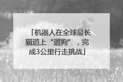 机器人在全球最长猫道上“遛狗”，完成3公里行走挑战