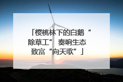樱桃林下的白鹅“除草工” 奏响生态致富“向天歌”