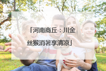 河南商丘：川金丝猴消暑享清凉