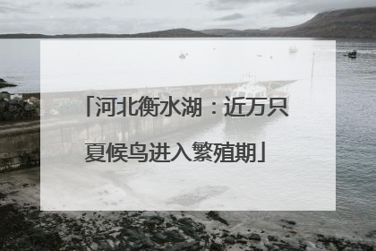 河北衡水湖：近万只夏候鸟进入繁殖期