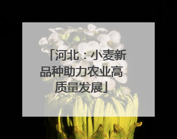 河北：小麦新品种助力农业高质量发展