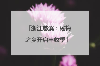 浙江慈溪：杨梅之乡开启丰收季