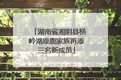 湖南省湘阴县横岭湖麋鹿家族再添三名新成员