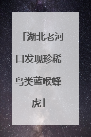 湖北老河口发现珍稀鸟类蓝喉蜂虎