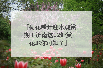 荷花盛开迎来观赏期！济南这12处赏花地你可知？