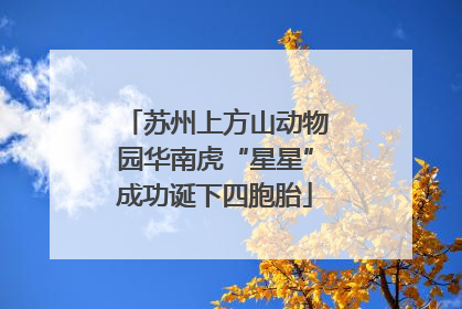 苏州上方山动物园华南虎“星星”成功诞下四胞胎