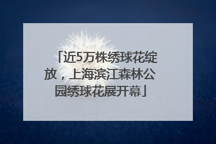 近5万株绣球花绽放，上海滨江森林公园绣球花展开幕