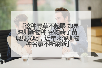 这种野草不起眼 却是深圳新物种 密穗砖子苗现身光明，近年来深圳物种名录不断刷新