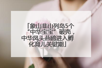 象山韭山列岛5个“中华宝宝”破壳，中华凤头燕鸥进入孵化育儿关键期