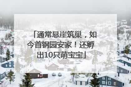 通常悬崖筑巢，如今首钢园安家！还孵出10只萌宝宝