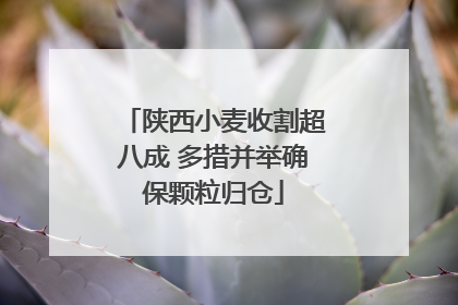 陕西小麦收割超八成 多措并举确保颗粒归仓