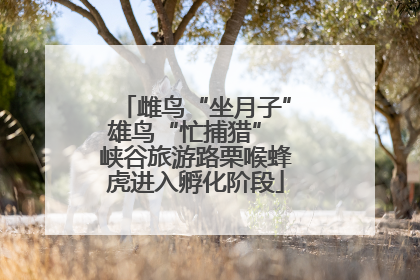雌鸟“坐月子”雄鸟“忙捕猎” 峡谷旅游路栗喉蜂虎进入孵化阶段