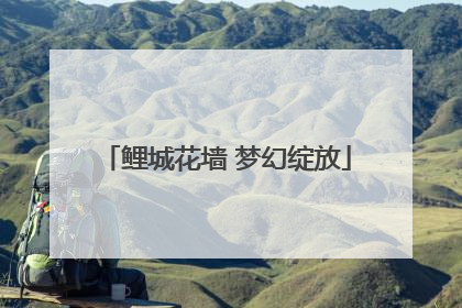 鲤城花墙 梦幻绽放
