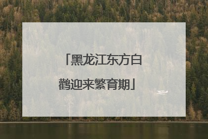 黑龙江东方白鹳迎来繁育期