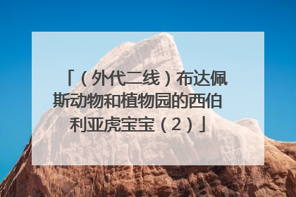 （外代二线）布达佩斯动物和植物园的西伯利亚虎宝宝（2）
