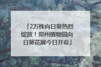 2万株向日葵热烈绽放！郑州植物园向日葵花展今日开幕
