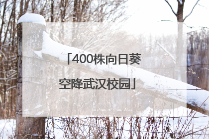 400株向日葵空降武汉校园